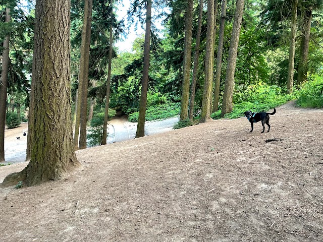 Photo of Mt Tabor Dog Park in Southeast Portland