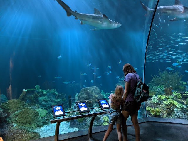 Photo of Shedd Aquarium in Near South Side