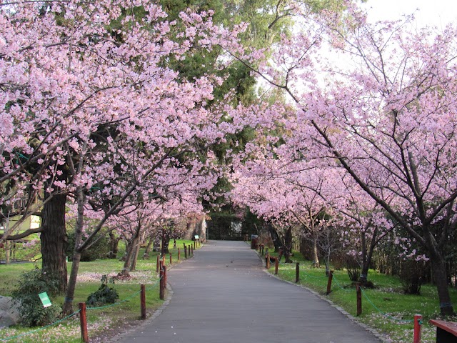 Photo of Jardín Japonés